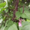 Haricot violet – Image 2
