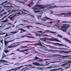 Haricot violet