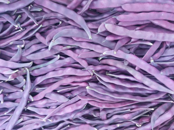 Haricot violet