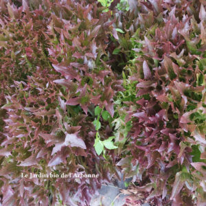 Salade : Multifeuille brune