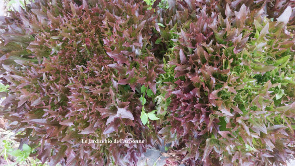 Salade : Multifeuille brune
