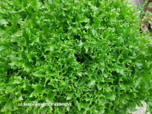 Salade : Multifeuille blonde