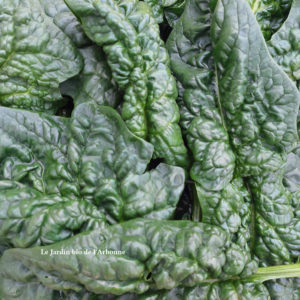Épinard feuille