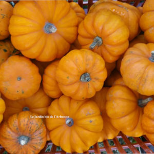Courge Jack be little