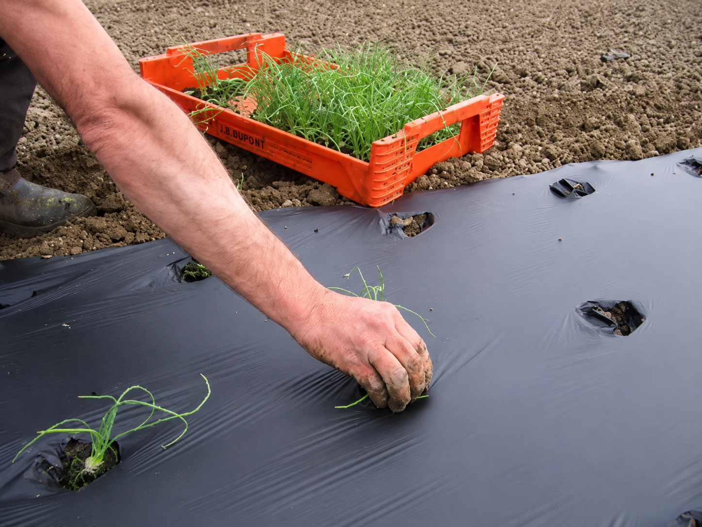 plantation oignons blancs