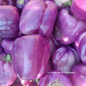 Poivron violet