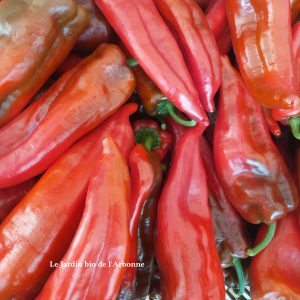 Poivron long rouge