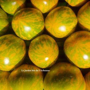 Tomate green zebra