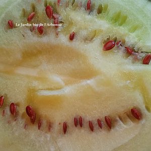 Citre - pastèque à confiture -