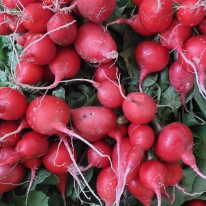 Radis rond rouge