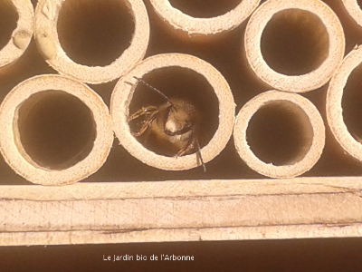 Abeille batisseuse