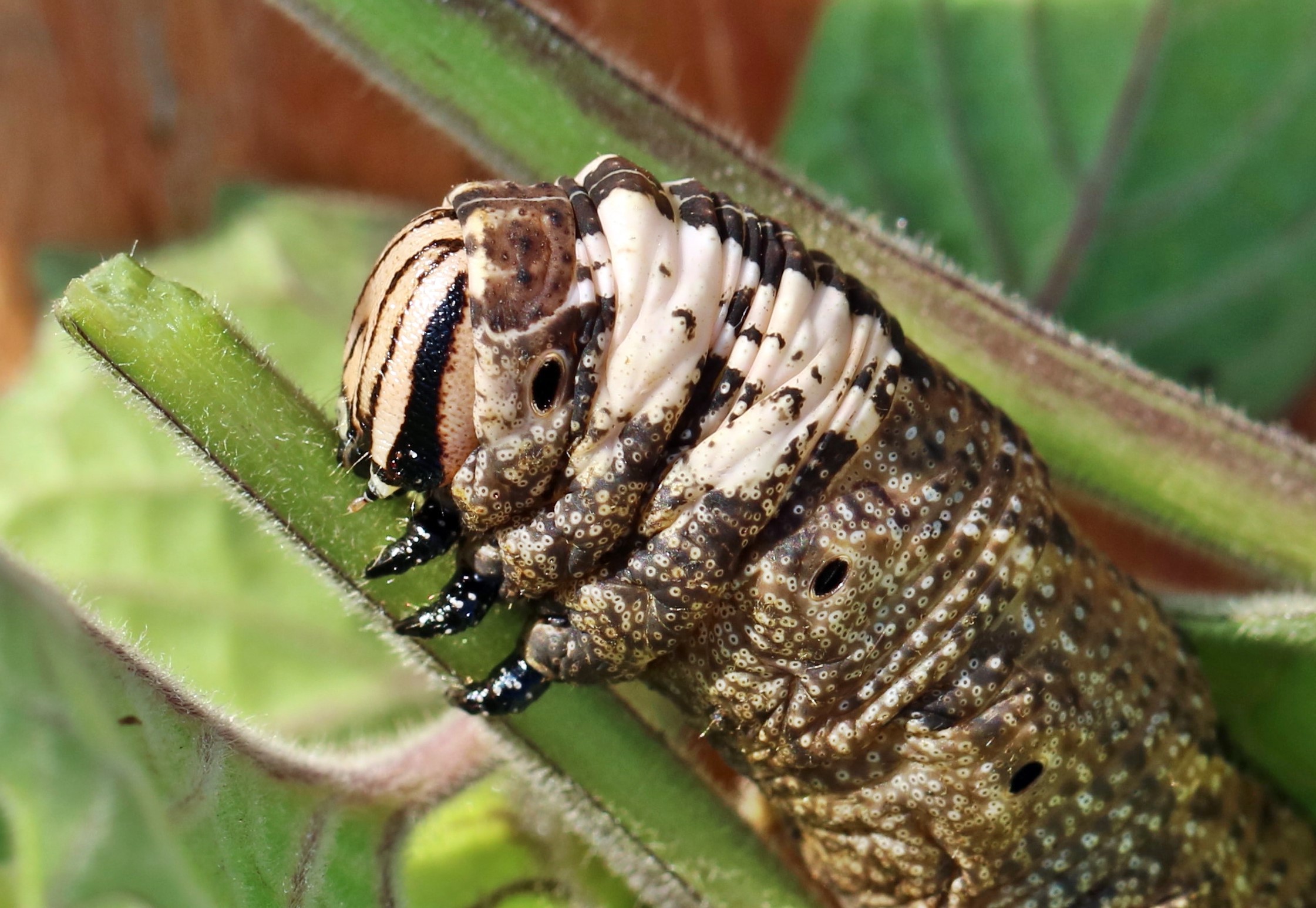Acherontia atropos chenille