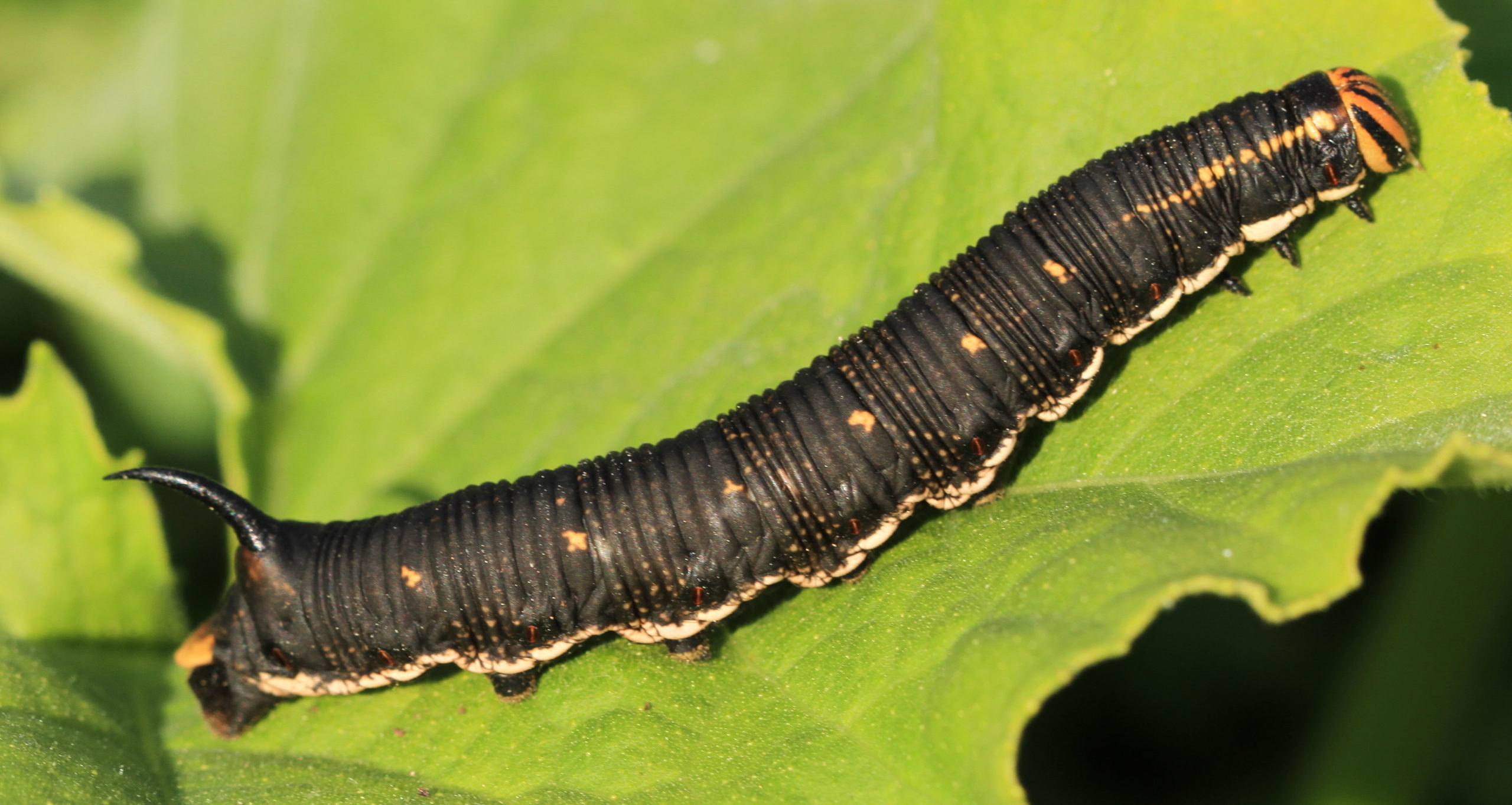 Agrius convolvuli