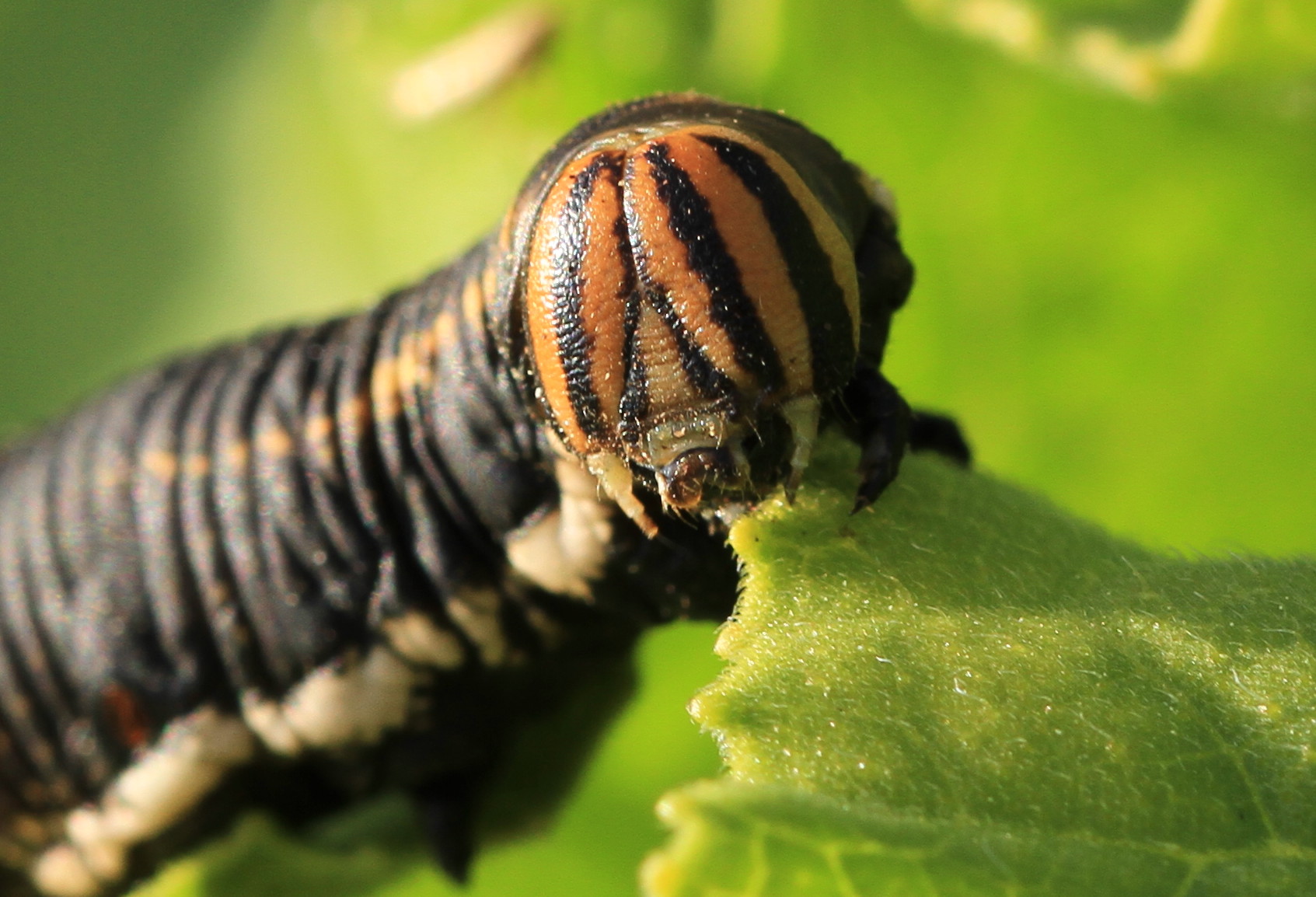 Agrius convolvuli