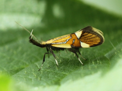 Alabonia Geoffrella