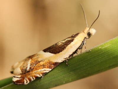 Ancylis Badiana