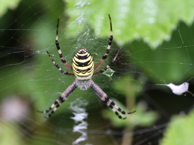 Argiope bruennichi