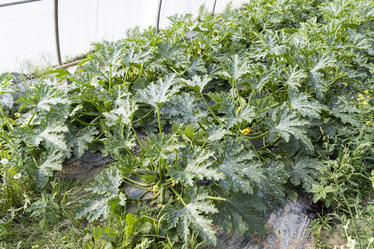 Courgettes - mai 2026