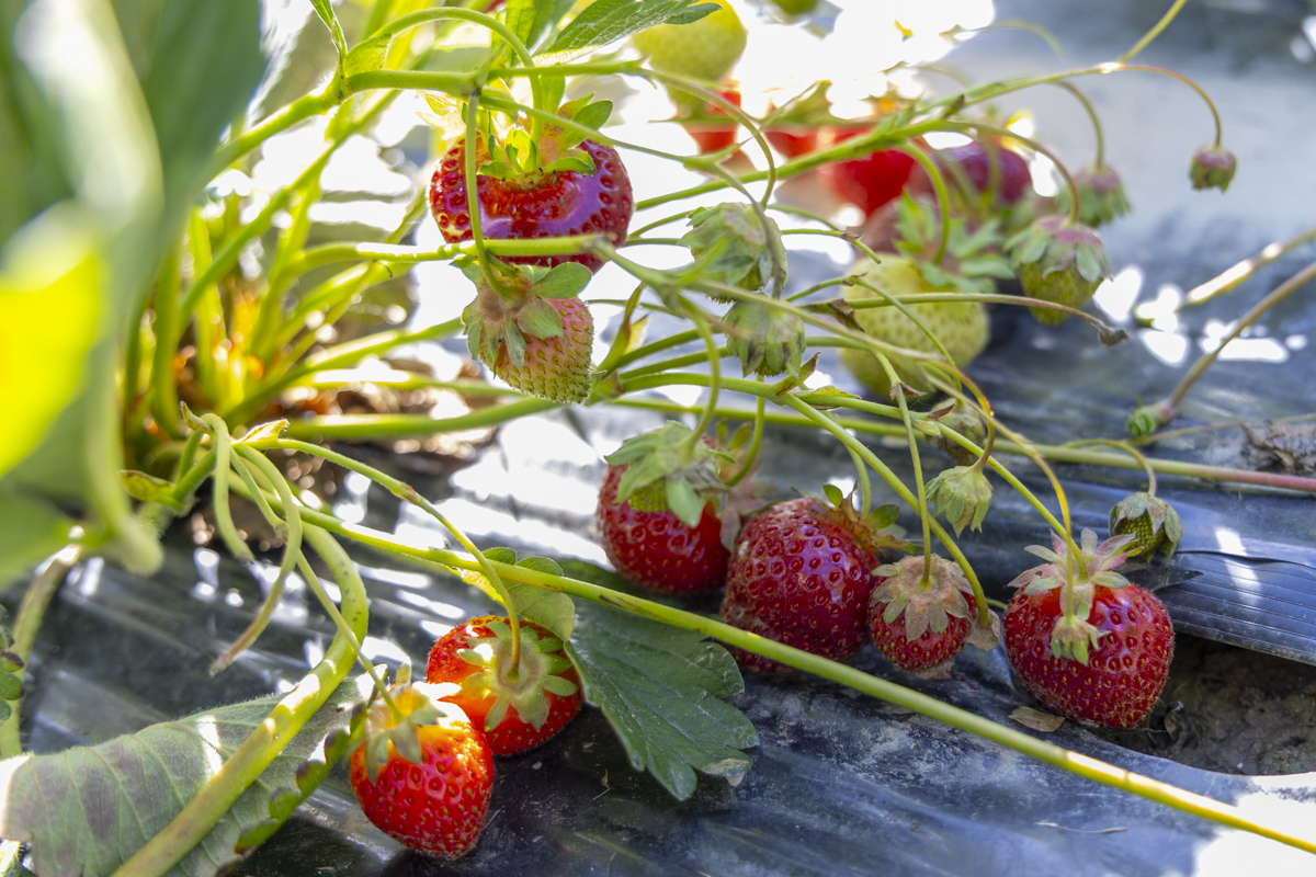 Fraises - mai 2026