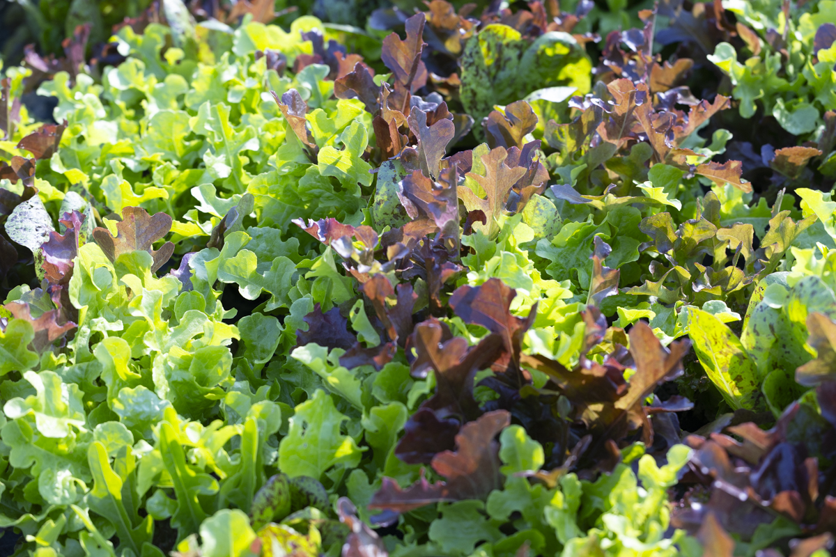 Salades - mai 2026