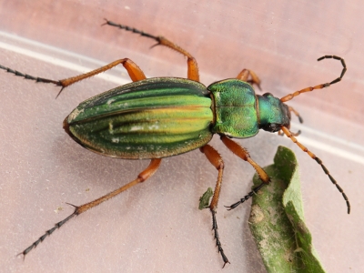 Carabus Auratus