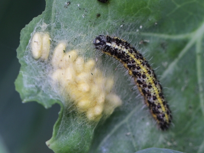 Chenille de Pieride et oeufs de Braconide