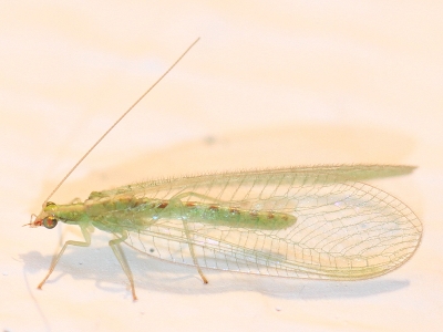 Chrysopa carnea