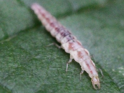 Chrysopa larve stade 1