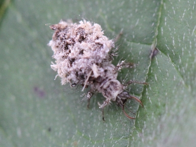 Chrysopa larve stade 2