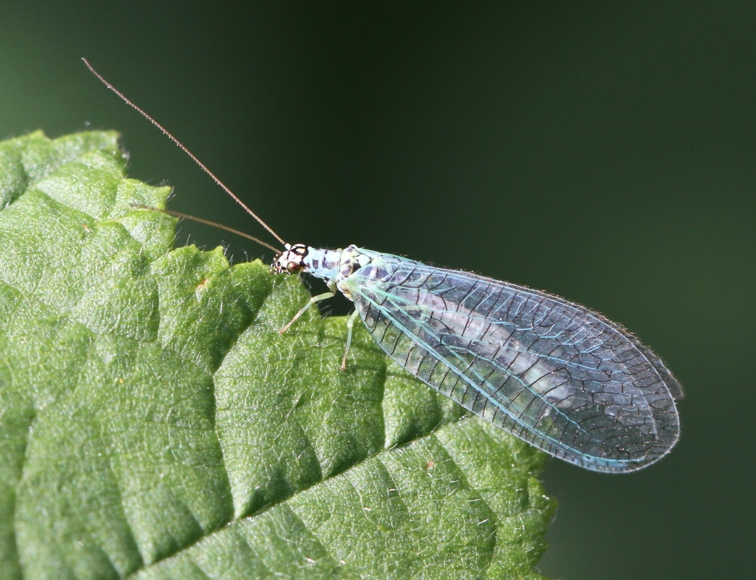 Chrysopa perla