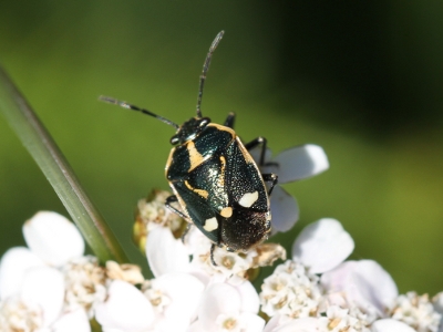 Eurydema oleraceum