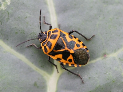 Eurydema ventralis