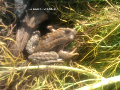 Grenouille