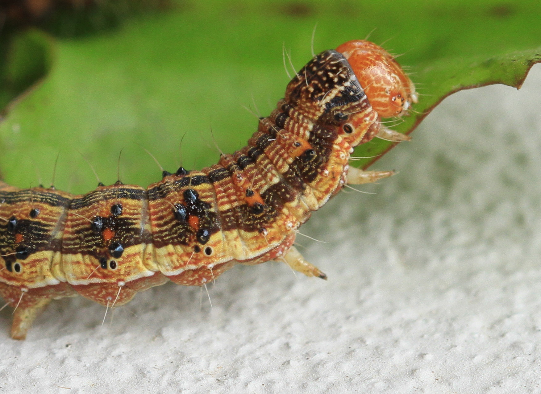 Helicoverpa armigera