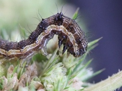 Helicoverpa armigera