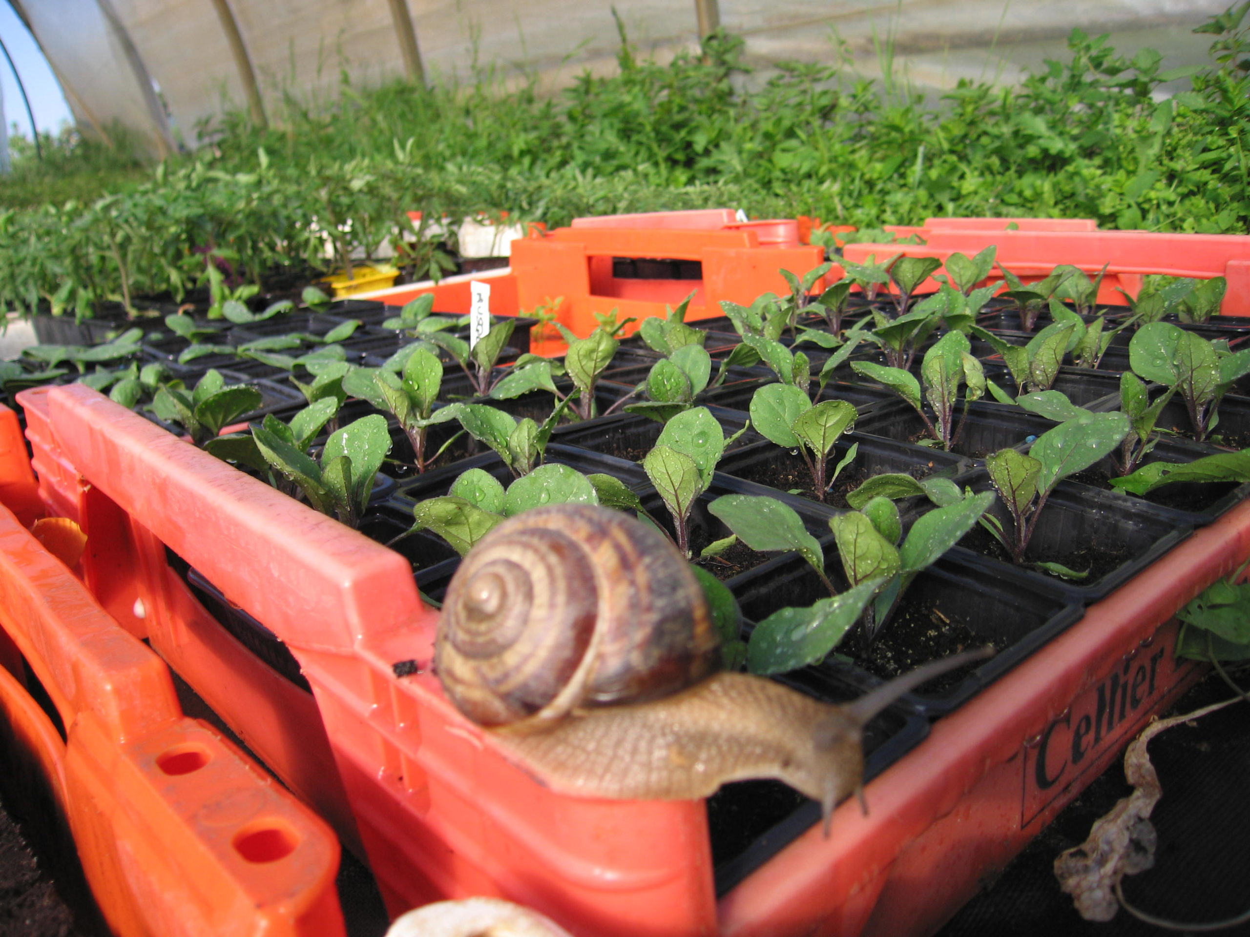 Escargot