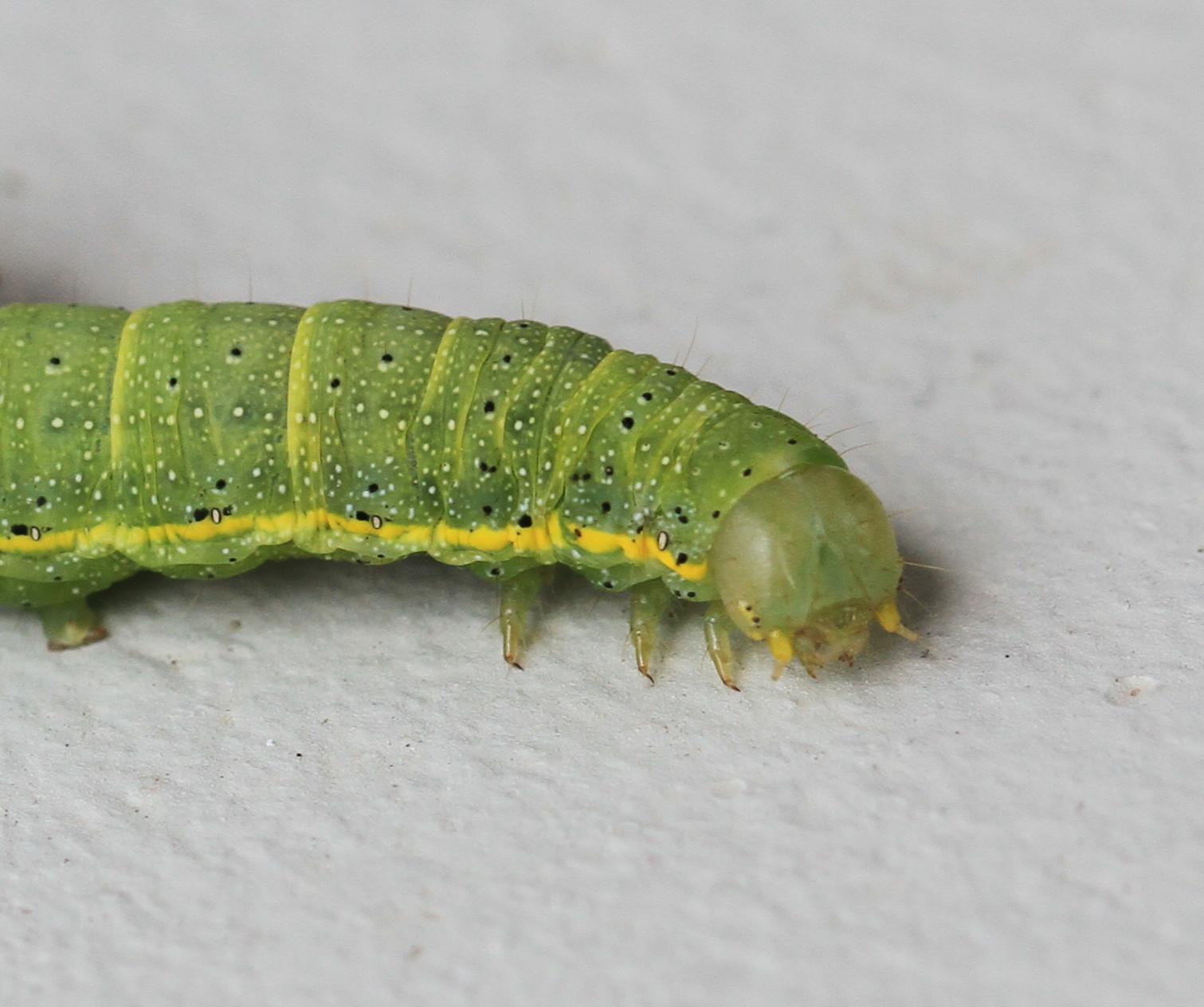 Lacanobia oleracea
