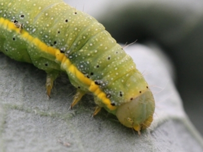 Lacanobia oleracea