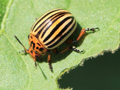 Leptinotarsa decemlineata