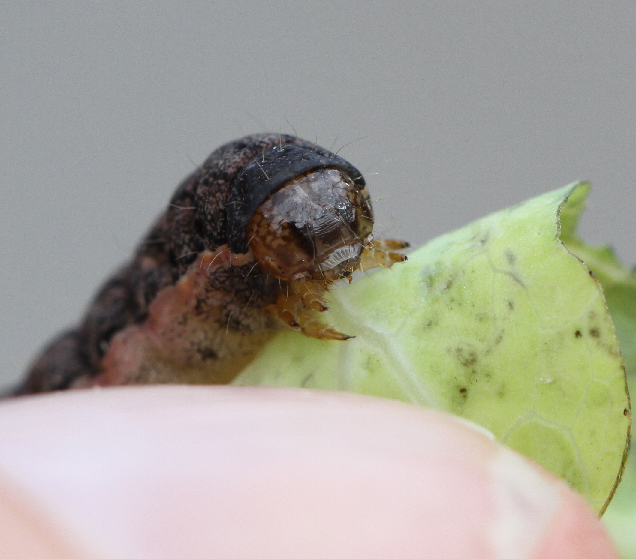 Mamestra brassicae