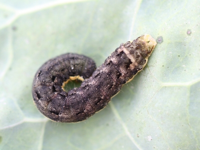 Mamestra brassicae