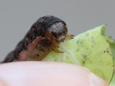 Mamestra brassicae 