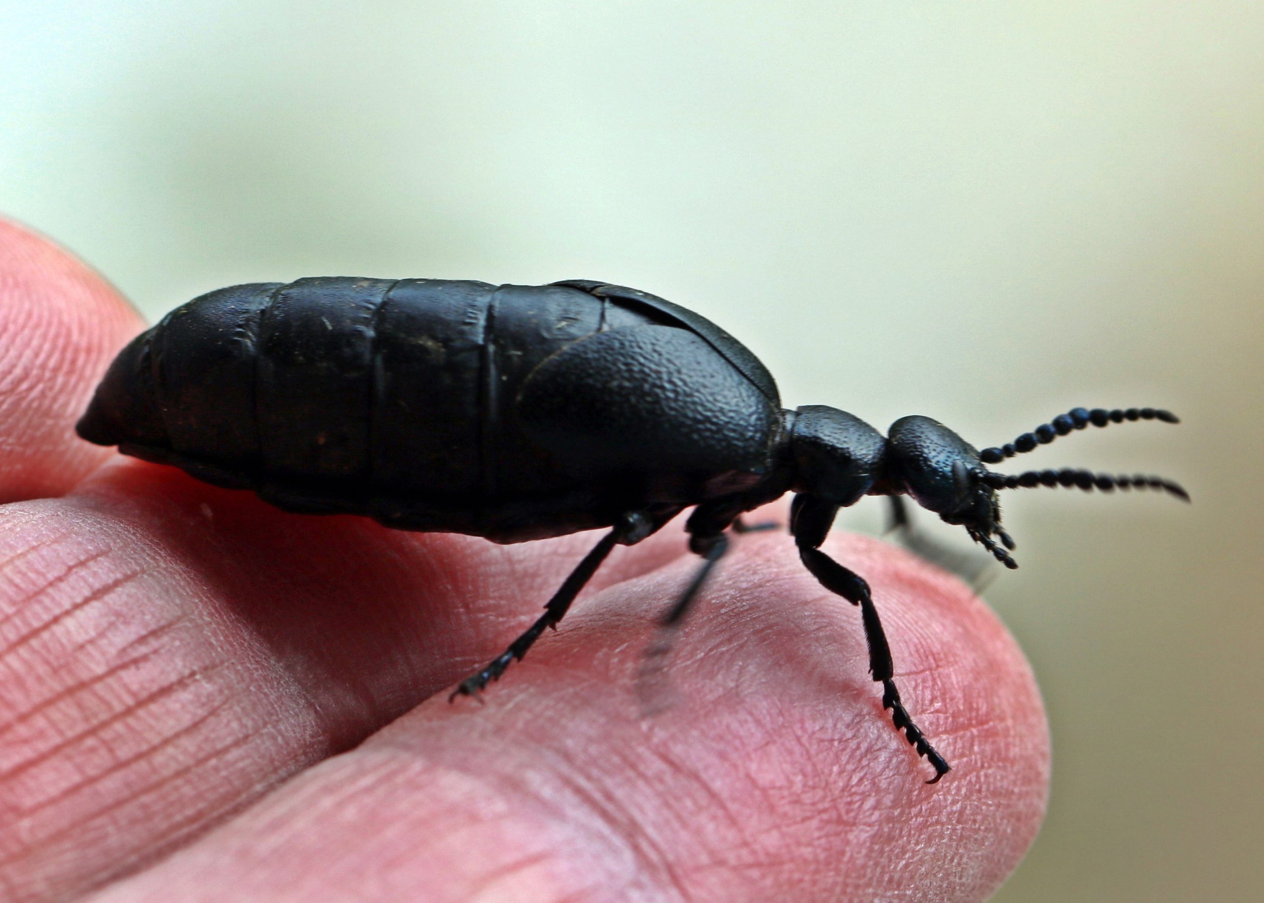 Meloe proscarabaeus femelle