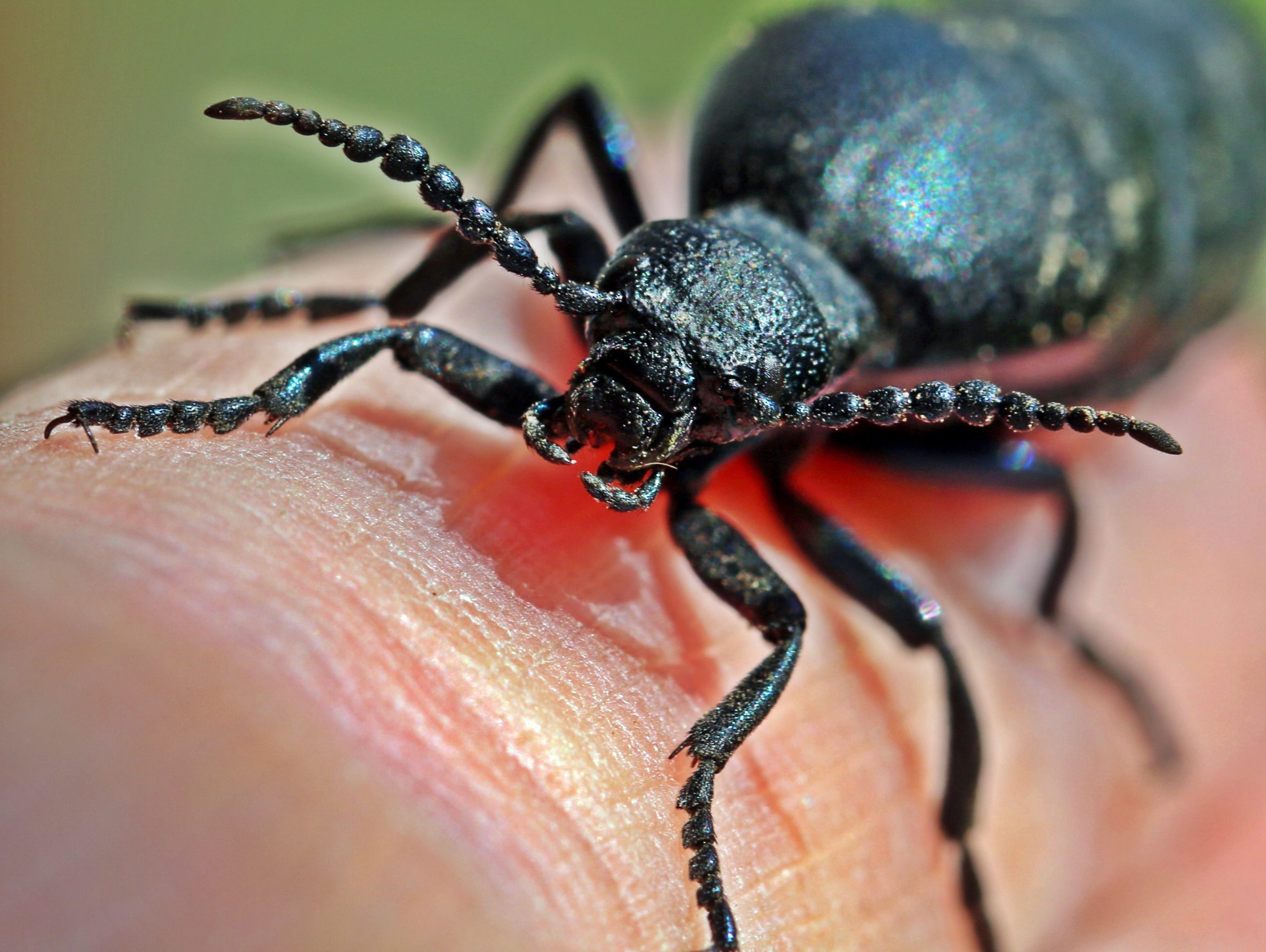 Meloe proscarabaeus femelle