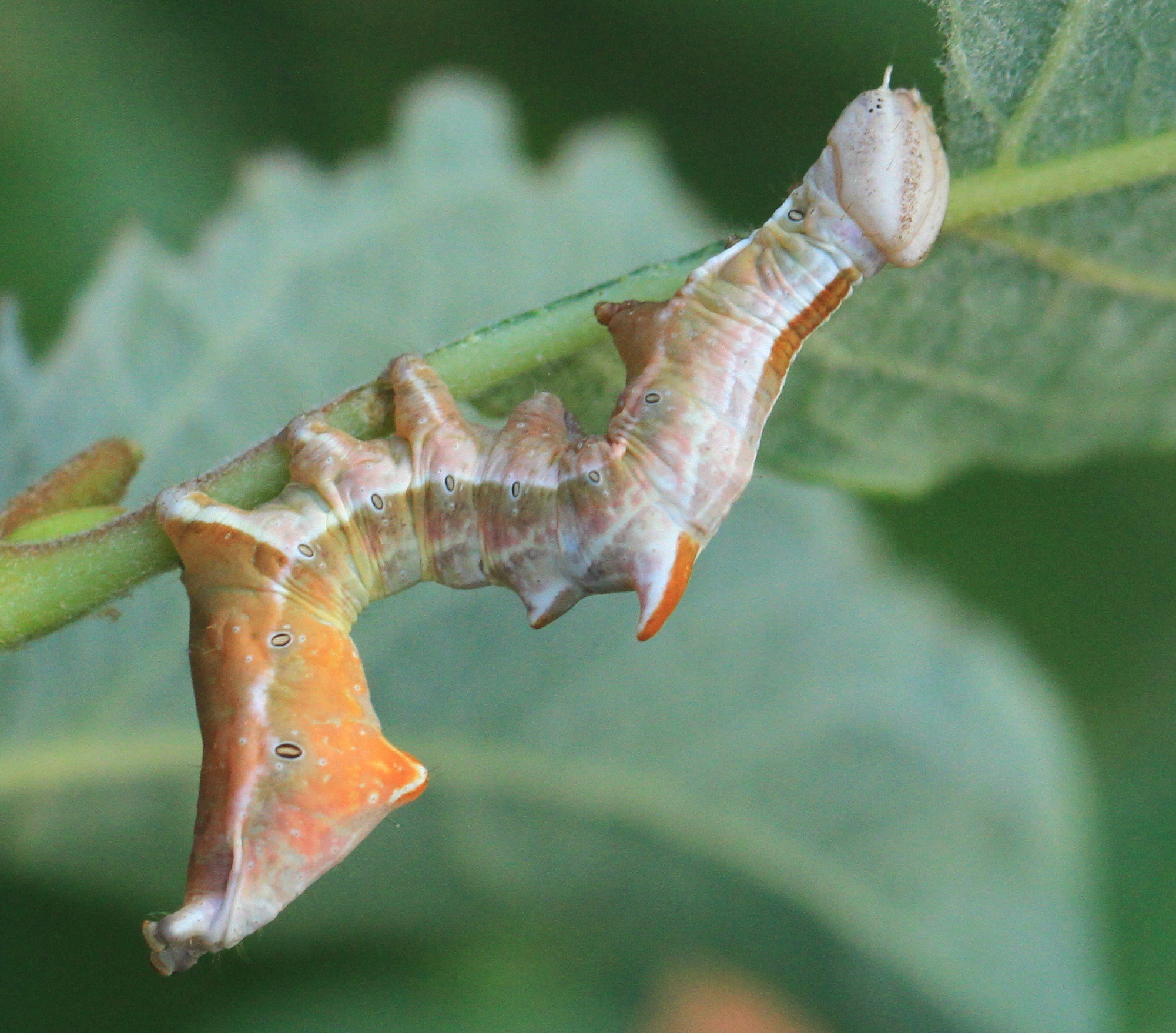 Notodonta ziczac