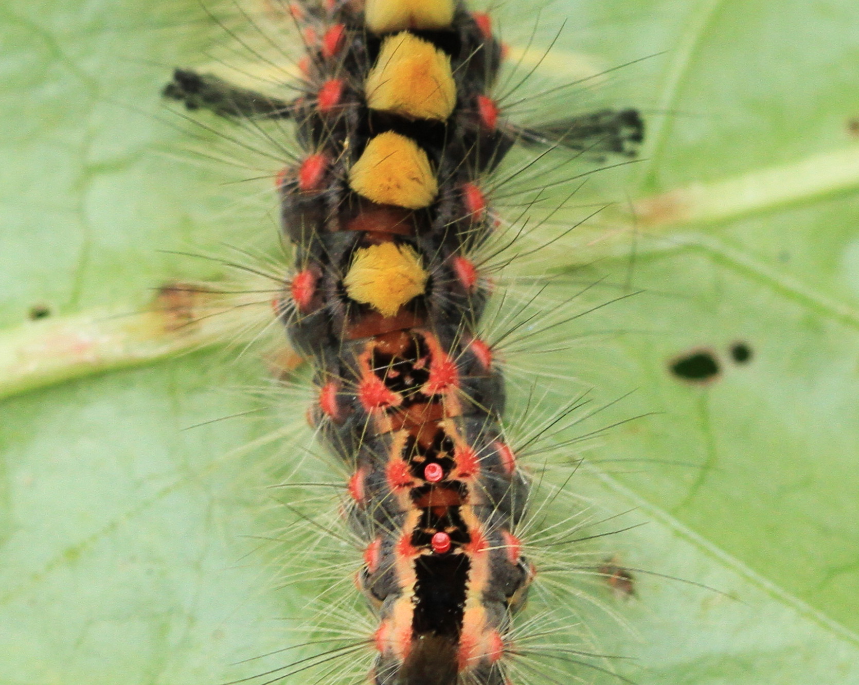 Orgya antiqua