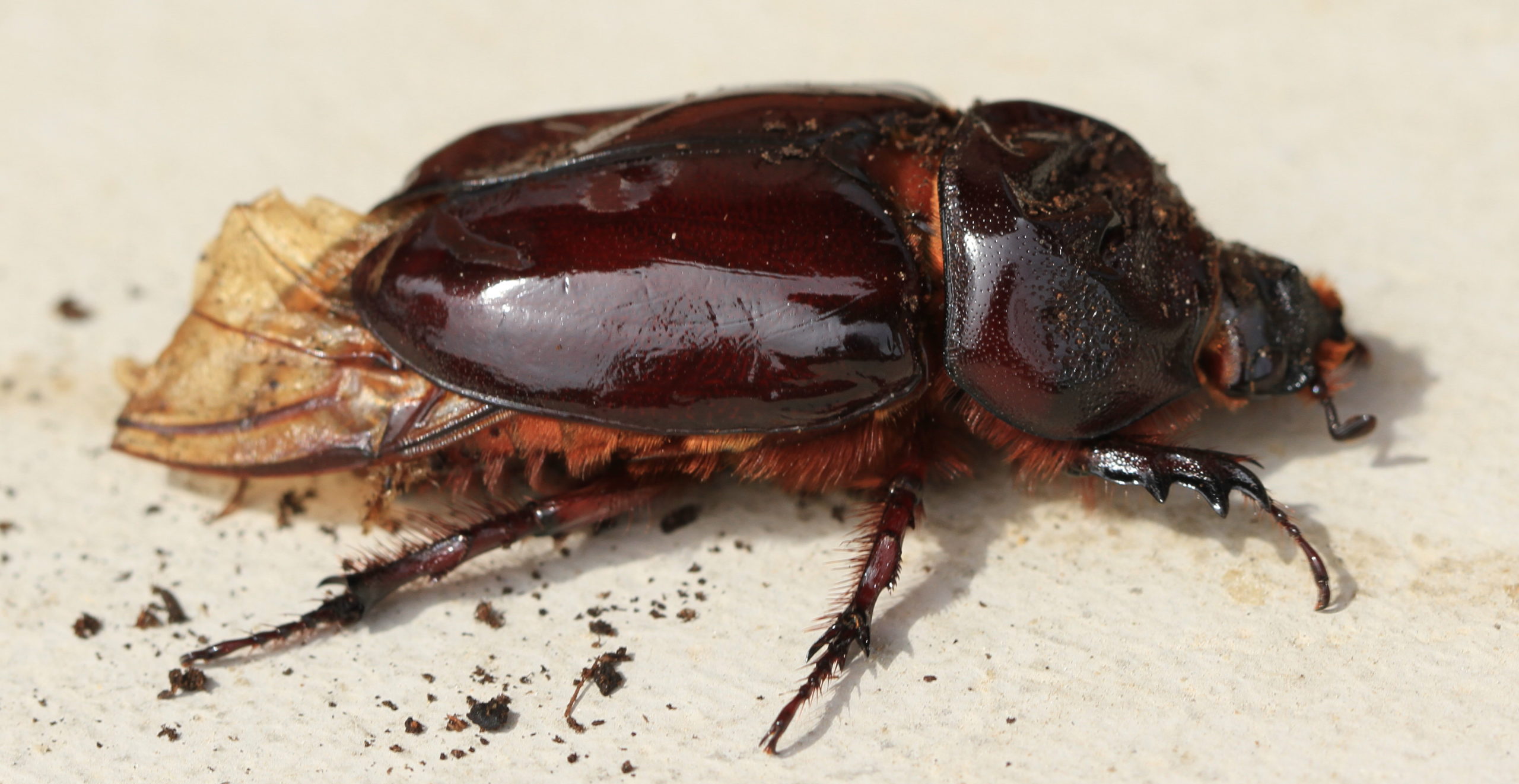 Orycte nasicornis femelle