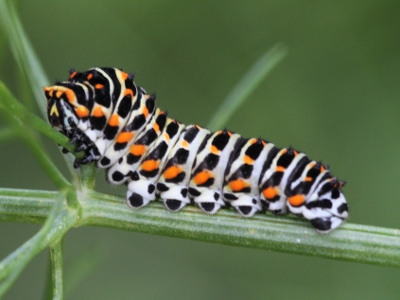 Papilio machaon