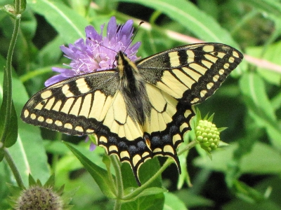 Papilio machaon