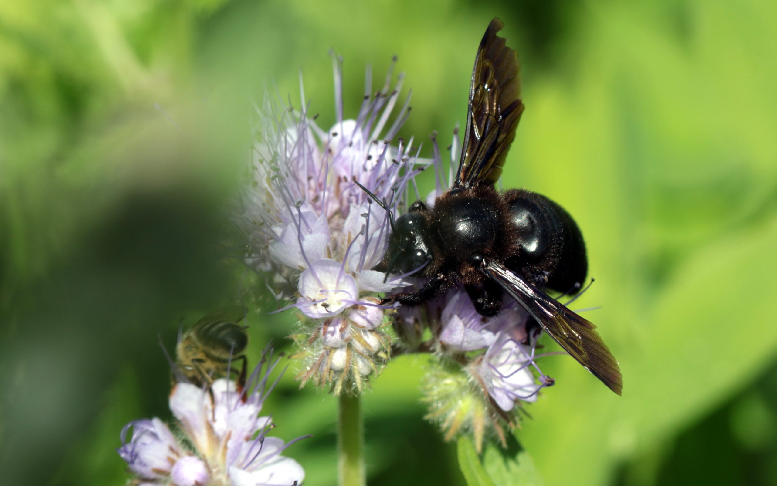 Phacelia tanacetifolia Phacélie